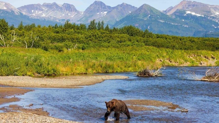 Brooks Falls Alaska 861A6002 (Custom)