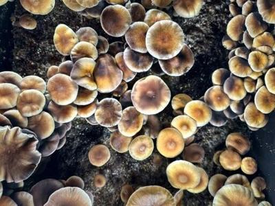 Scientists have been increasingly exploring the therapeutic potential of psychedelics like magic mushrooms