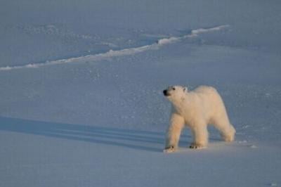 As the ice around them disappears, polar bears in Norway's remote Svalbard archipelago have survived by getting plump