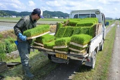 Rice prices Japan's hot political issue, on and off the farm