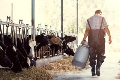 Livestock Manure Could Be Source Of Antibiotic Resistance, Researchers Warn