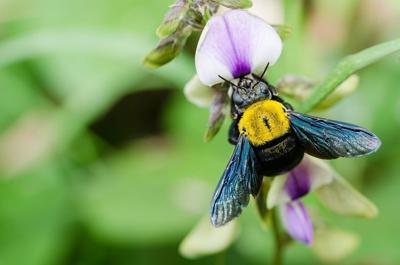 Carpenter Bees: Uninvited Guests