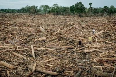 Uprooted trees swept away by a flash flood in Aceh Tamiang, Northern Sumatra