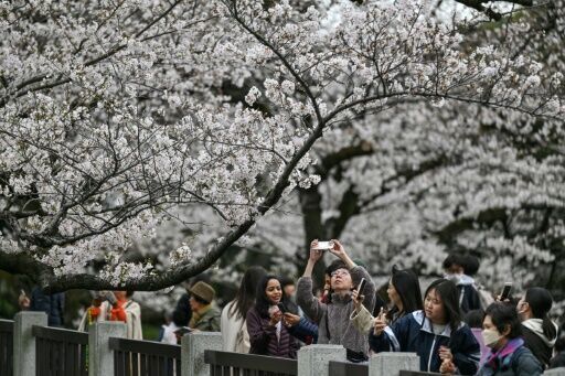 AI tool aims to help conserve Japan's cherry trees