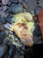 ‘Kneecap’ on beach turns out to be sea potato
