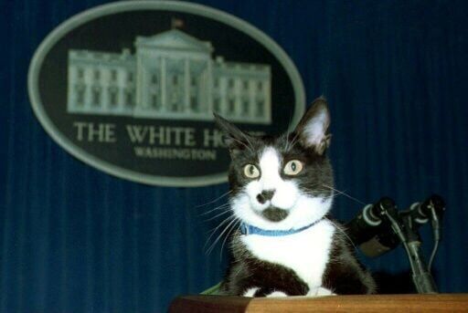 Socks, the White House cat, sits atop the podium in the White House press briefing room in March 1994