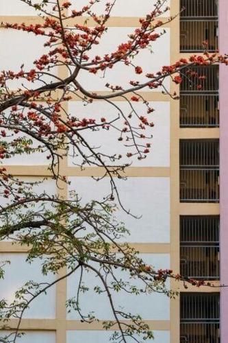 Conservationists are worried about the impact of climate change on kapoks, as Hong Kong records its warmest winter on record