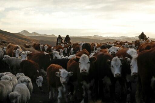 The treaty will favor European exports of cars, wine, and cheese, while making it easier for South American beef, poultry, sugar, rice, honey, and soybeans to enter Europe