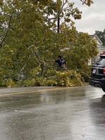 Perkins: Hurricane Zeta damage shows need for tree commission to step up