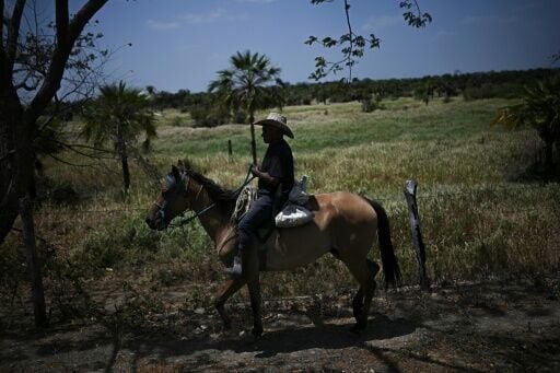 The sport of bull tailing or coleo is a key cultural touchstone in the Venezuelan "llanos" (tropical grasslands) but has been criticized by animal rights groups