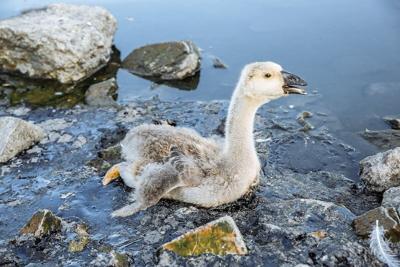 Environmental SOS: Rare Birds Crunch From Bellies Full of Plastic