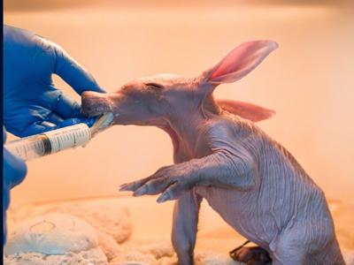 aardvark_featured