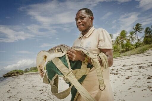 Kenya NGO saves turtles from nets, plastic and rising tides