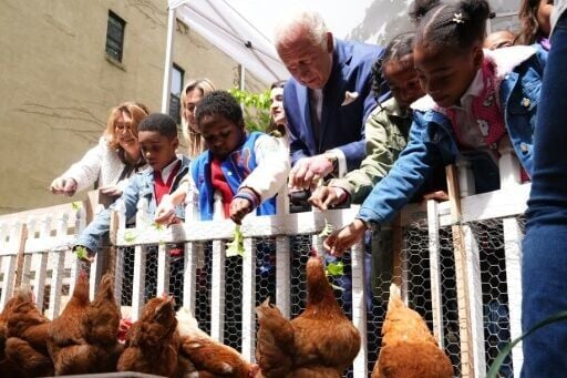 King Charles III helped feed chickens with schoolchildren at an urban farm in Harlem