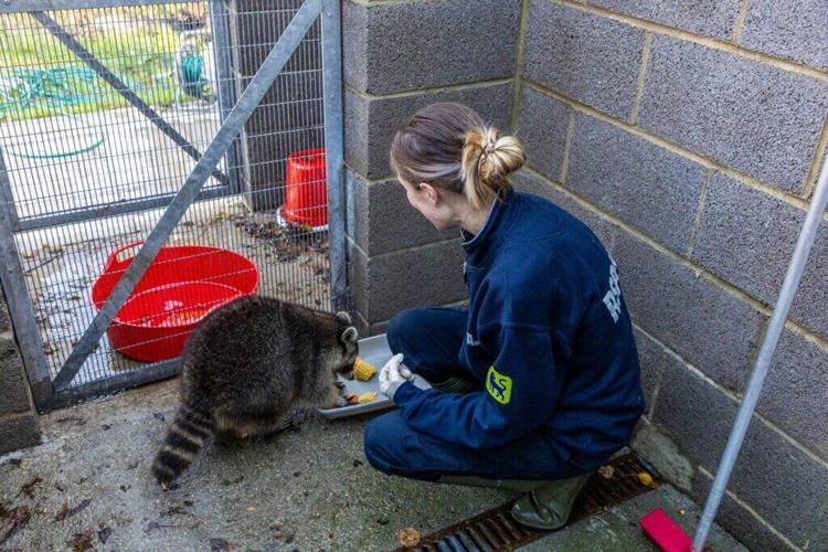 Overweight raccoon rescued after being spotted roaming freely in woman’s garden