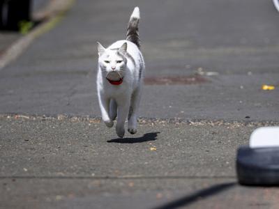 Cat follows 10-year-old to school every day, then walks him home