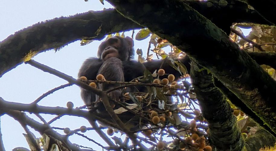 Chimps are “drunken monkeys” who seek out alcohol in native habitat, suggests study