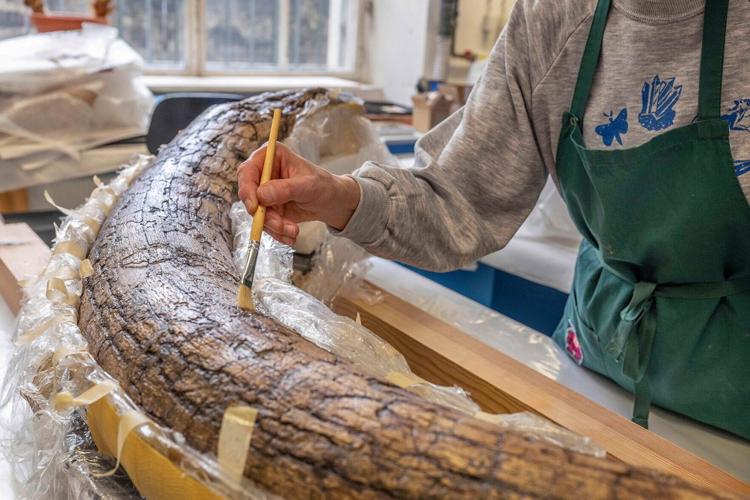Recently discovered woolly mammoth was likely butchered by Ice Age hunters