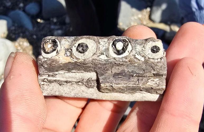 World’s oldest crocodile fossil discovered by amateur fossil hunter