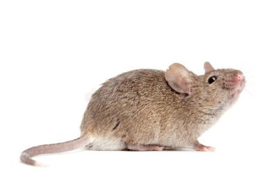 Travel Troubleshooter: Eek! There's a mouse in my Airbnb. Can I get a refund?