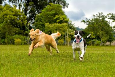 dogs running in the park on a sunny day