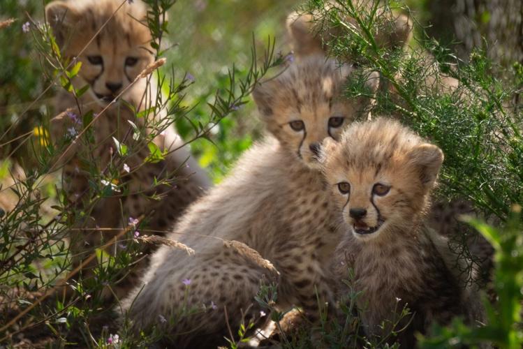 Seven cheetah cubs make public debut at UK zoo