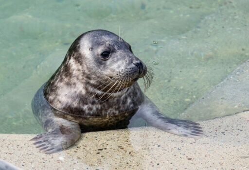 Lithuania bids to save Baltic seals as ice sheets recede
