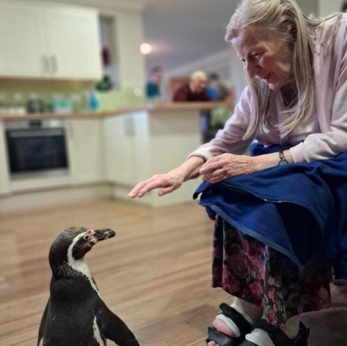 Adorable photos show penguins visiting residents in a care home