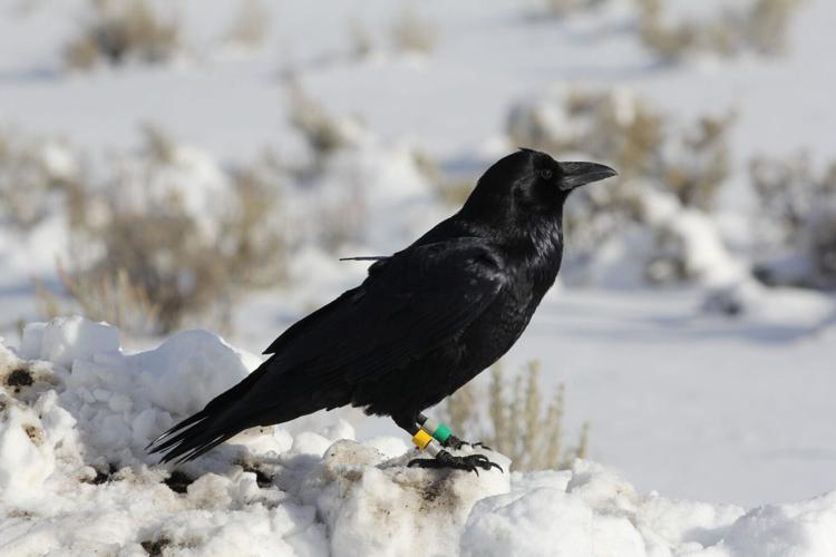 Wild animals are changing their behaviour – after watching humans, reveals study