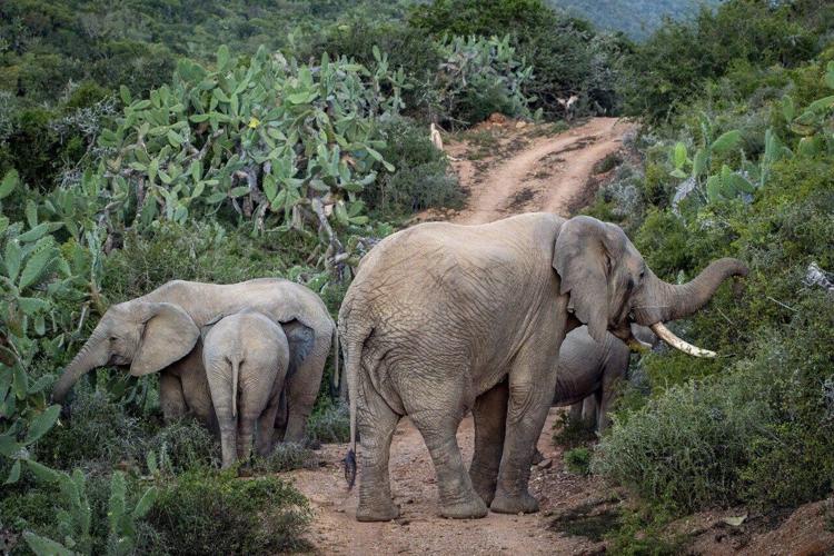 Heartwarming moment elephant released into the wild- immediately taken in by herd
