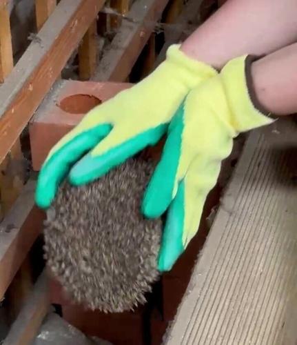 Ghost caught on camera turns out to be ‘ninja’ hedgehog rampaging in night