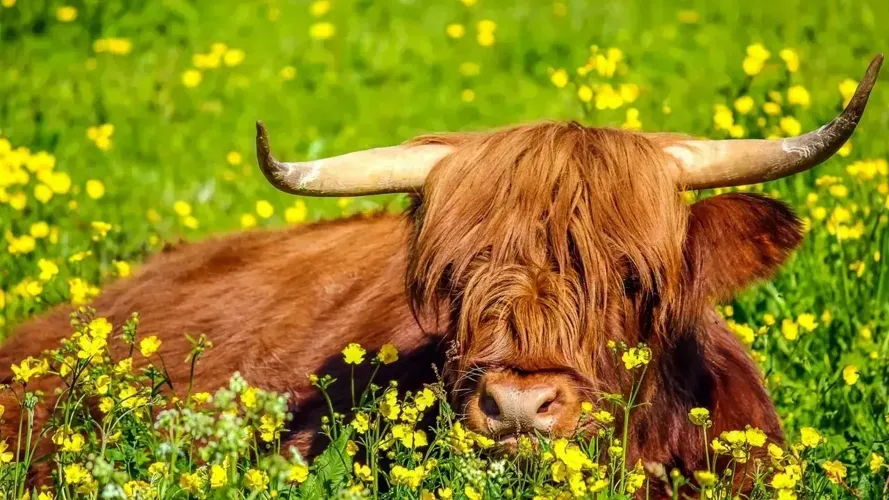 Highland Cow