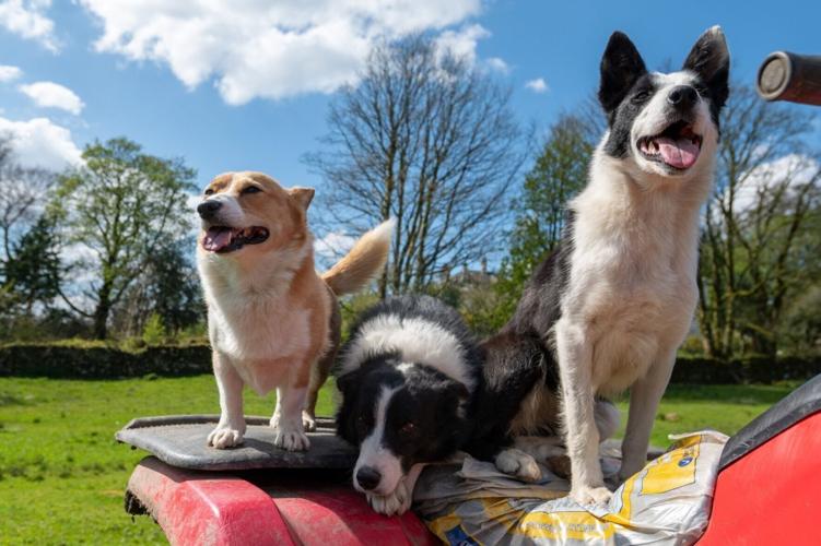 Meet Britain’s most unlikely sheepdog – a 25 cm tall Corgi