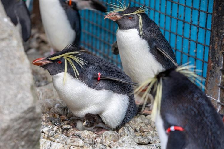 First penguin chicks of year born and weighed at Edinburgh Zoo