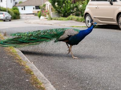 Village overrun with colony of peacocks who attack cars