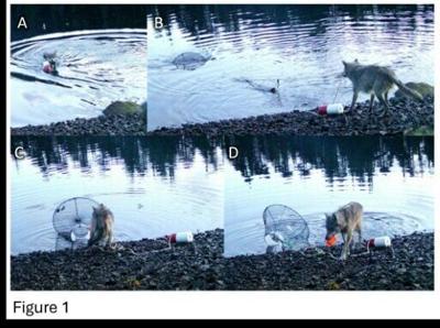 The wolf dragged a green crab trap from the water to the shore to eat its bait in the Heiltsuk Indigenous territory of Canada