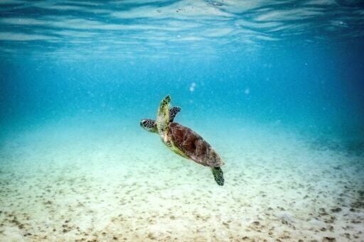 Parts of Great Barrier Reef suffer highest coral mortality on record