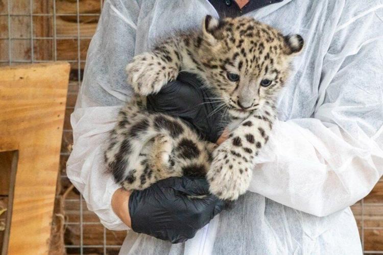 Rare snow leopard twins born at zoo identified as male and female