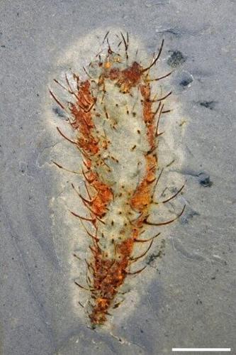 The fossils 'open a new window into what happened' said Han Zeng of the Chinese Academy of Sciences