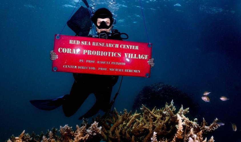 Coral dying from heat stress revived in the ocean using live bacteria