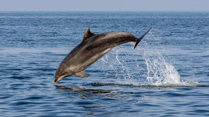 Dolphins becoming increasingly reliant on fishing trawlers for food, suggests study