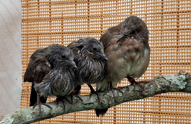 UK zoo experts help hatch three of the world’s rarest birds