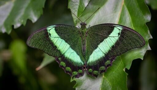 Canada AI project hopes to help reverse mass insect extinction