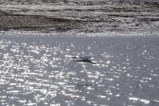 Once-dying Mexican river delta slowly nursed back to life