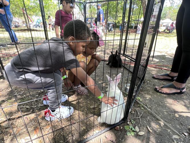 Petting zoo rabbits.jpg