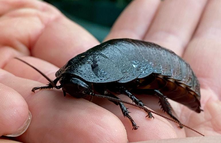 Animal park offers Valentines Day gift – cockroaches named after ex-lovers