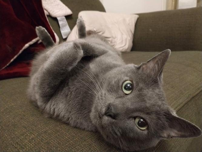 Cats could hold key to curing breast cancer and other deadly forms of the disease