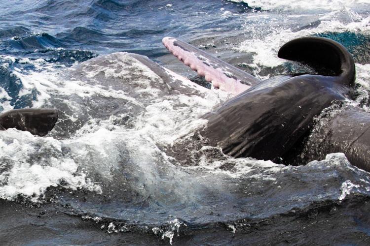 Giving birth is a family affair for whales, reveals new research