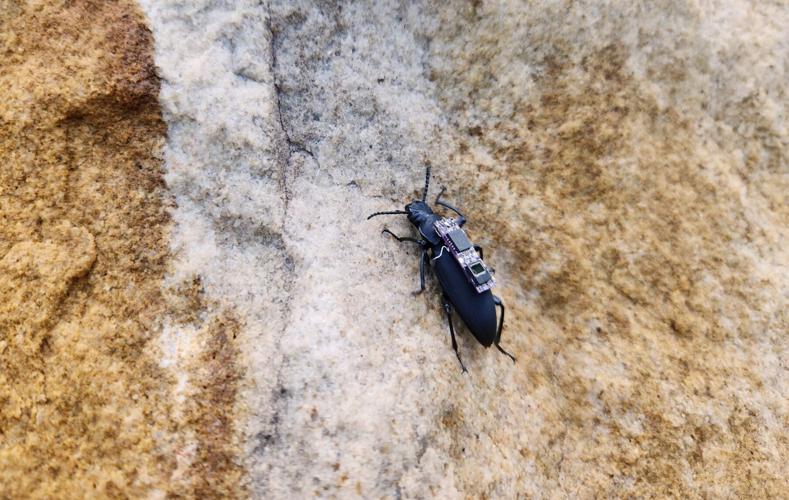 Bugs with backpacks could help find disaster victims