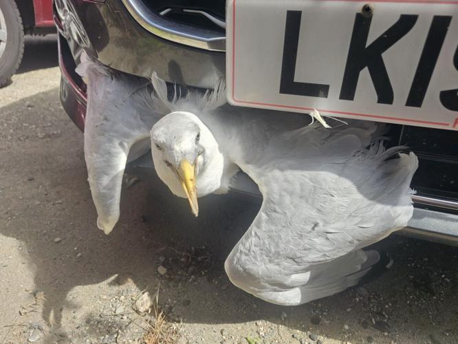 Seagull wedged in car grille for miles after being hit on motorway